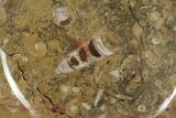 Fossil Orthoceras & Goniatite Round Plate - Stoneware #140054-1